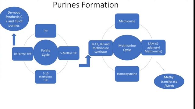 Folic Acid (Vitamin B9)/ why we need vitamin B9/ Functions of vitamin B9/ Dietary sources of B9 смотреть онлайн