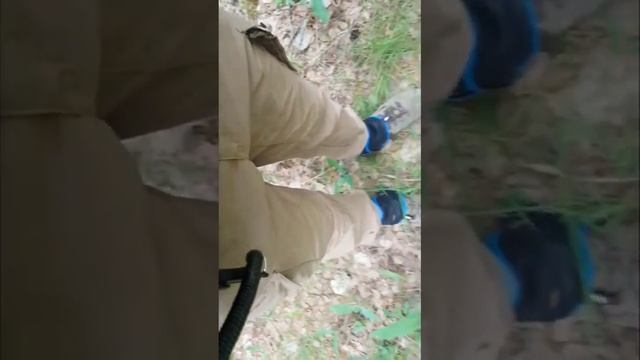 Заедают заживо