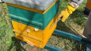 ХОТИТЕ КУПИТЬ ПЧЁЛ? СМОТРИТЕ ЭТО