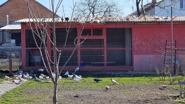 Голуби должны привыкнуть смотреть онлайн