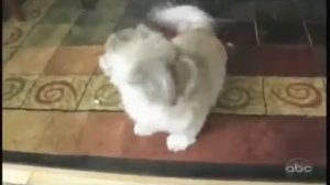 Смешное видео собака орет, как человек