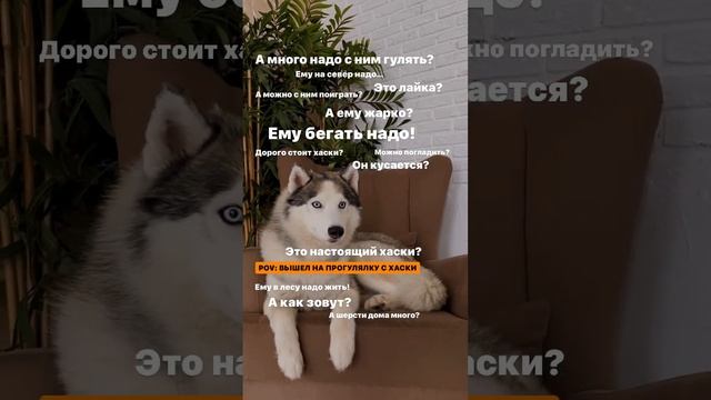 Самые популярные разговоры от людей. 🎥 Instagram: izotov.allex 🐕 Подпишись! #хаски #собака #юмор смотреть онлайн