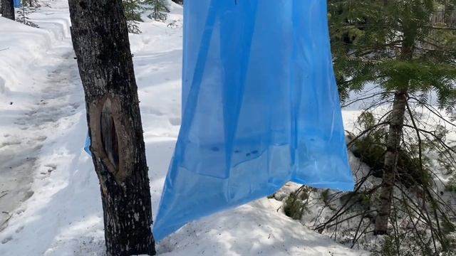 Кленовый сок в штате Висконсин. Показываю и рассказываю о процессе сбора #США #америка #u4u