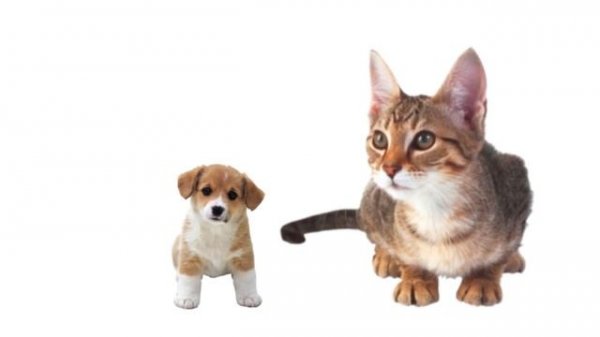 В.Берестов. Кошкин щенок.