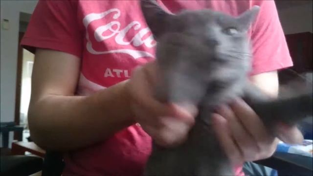 Russian Blue Cat dance / Las Ketchup - The Ketchup Song (Asereje) смотреть онлайн