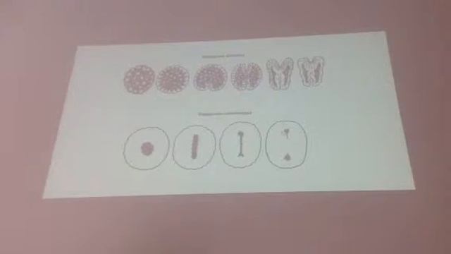 Зоология беспозвоночных. 2 семестр. Лекция 2 (16) часть 5 смотреть онлайн