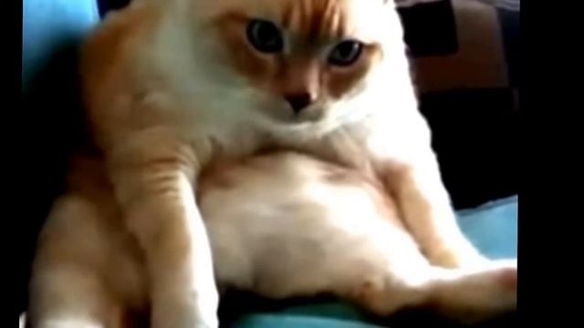 Кот пук пук пук