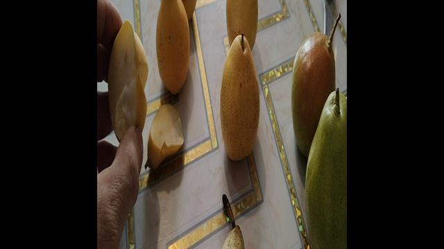 Груша Конференция в сравнении с моими зимними сортами.