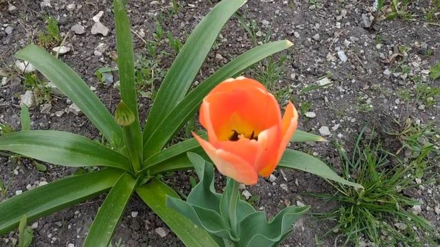 Тюльпаны в нашем саду.