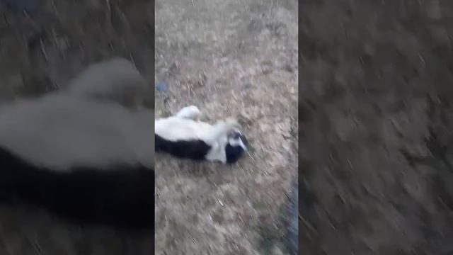 Наглая собака пришла в гости смотреть онлайн