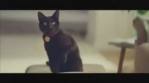 Реклама Heinz   Кетчуп Хайнц   Кот