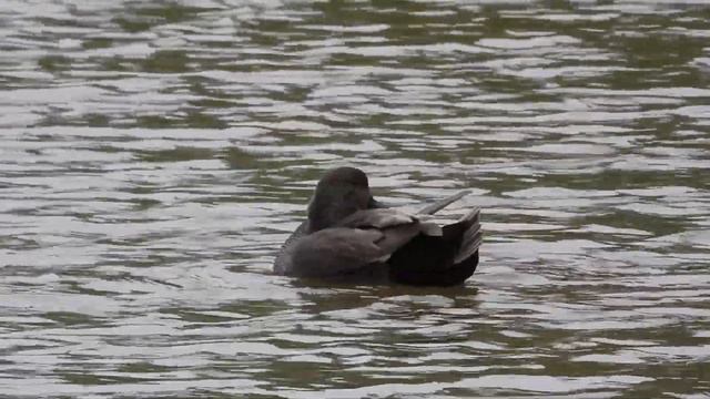 Самец серой утки чистит пёрышки 11.10.2023 смотреть онлайн