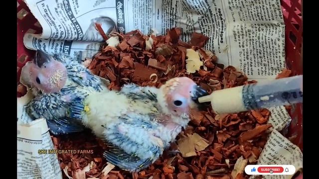 #Sunconure HAND FEEDING YELLOW DOMINANT SUNCONURE CHICKS | 45 DAYS CHICKS | SKE INTEGRATED FARMS смотреть онлайн