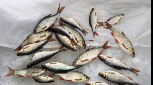 Рыбалка на плотву. Тест силиконового мотыля. Часть 1.