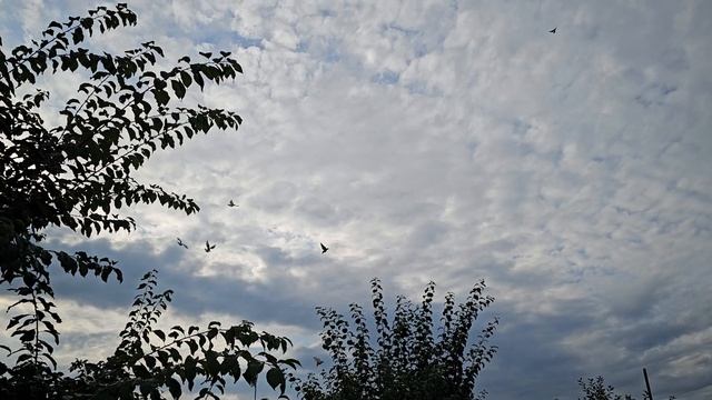 Наступает время линьки у голубей смотреть онлайн