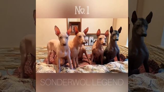 Hairless dogs XOLO x PSPP смотреть онлайн