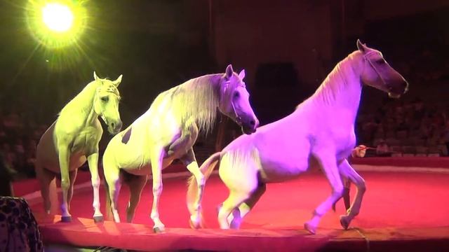 Елена Павлович. Цирковой номер - Свобода лошадей корткая версия. Horses' liberty Elena Pavlovich смотреть онлайн