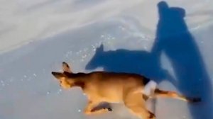 Мужчина спас двух косуль из ледяного плена на реке Зея на Сахалине