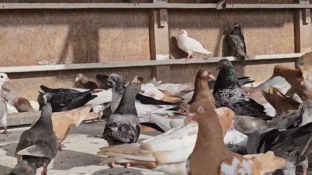 Тихо наблюдаю в голубятни свои правила смотреть онлайн