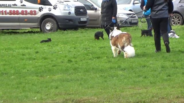 Выставка Собак 2017,  Северная Осень, За Рингом