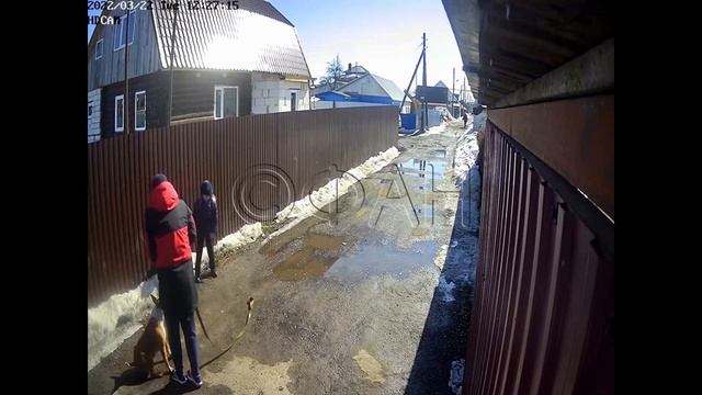 Собаки нападают на детей. Часть первая (Россия) смотреть онлайн