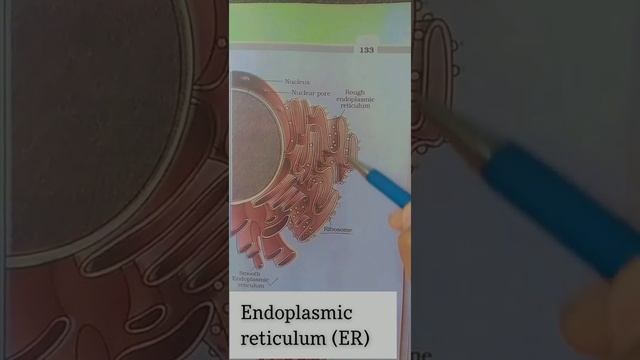 Endoplasmic reticulum#Biology#Neet смотреть онлайн