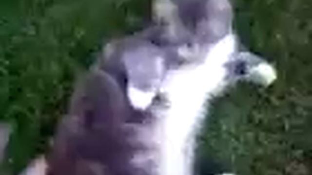 Misty the cat on my lawn смотреть онлайн