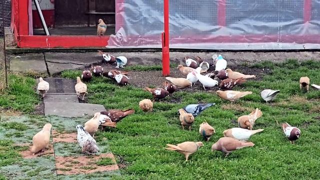 Новые голуби жалость или глупость смотреть онлайн