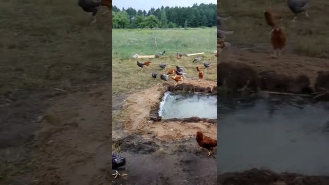 Куриные SPA смотреть онлайн