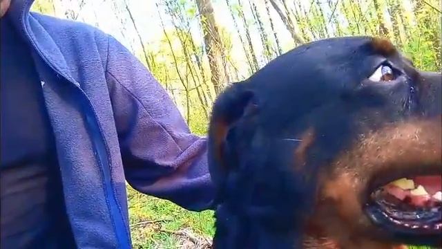 Про любовь к собаке.Советы по дрессировке смотреть онлайн