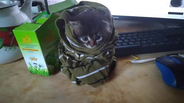 жена сушит кота после мойки смотреть онлайн