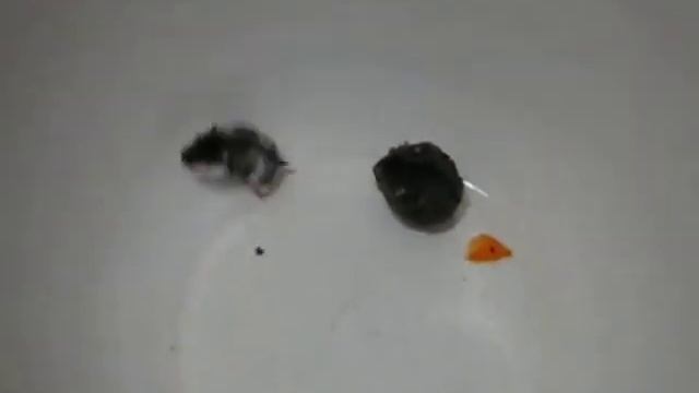 Знакомство хомяков. смотреть онлайн