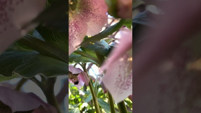 ВЕСНА, ЦВЕТЫ, ПРОБУЖДЕНИЕ.. #сад #цветники #цветы #первоцветы #клумбы смотреть онлайн