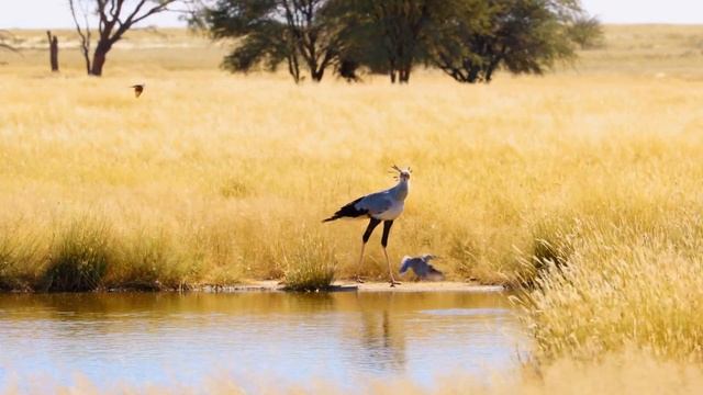 41 @@@@ Wildlife in Mabuasehube, Botswana смотреть онлайн