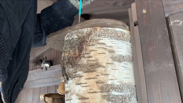 Жизнь черных белок зимой. смотреть онлайн