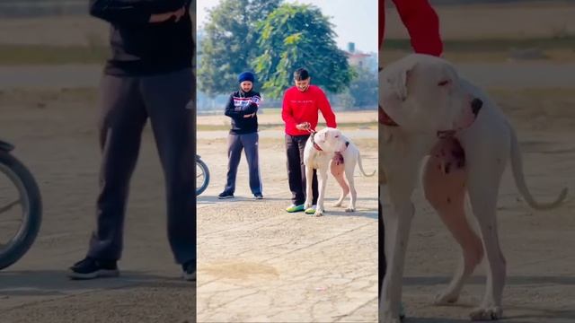 Pakistani max 👿👿👿#bully #trending #doglover смотреть онлайн