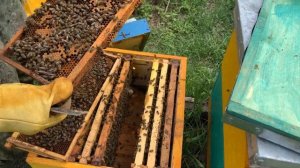 ПО СОСТОЯНИЮ РАСПЛОДА  УЗНАТЬ КАЧЕСТВО МАТКИ.