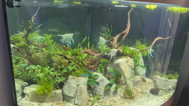 Juwel Trigon 190 Aquascape No Co2 Day 1 - Anglefish смотреть онлайн