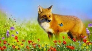 Рыжая детская песенка | Наталия Лансере