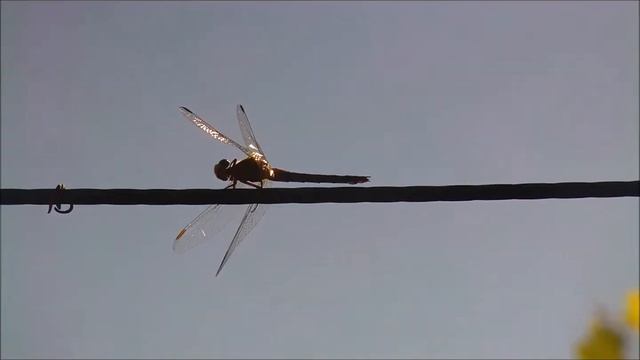 dragonfly смотреть онлайн