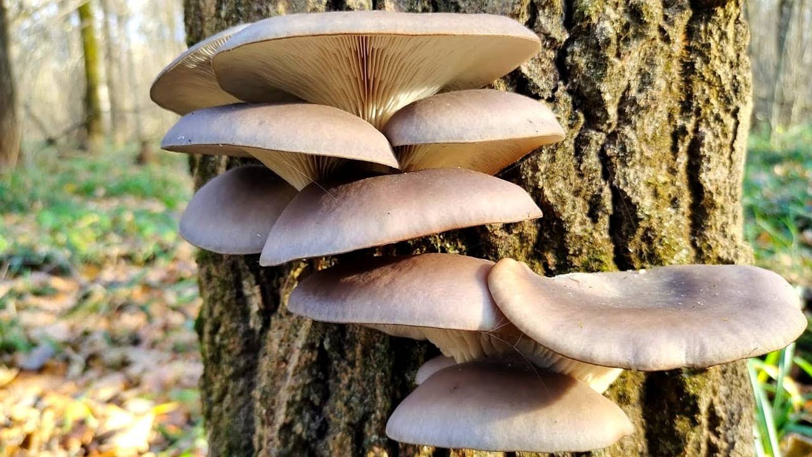 15 минут и ВЕДРО ГРИБОВ. Удачный сбор грибов в ноябре смотреть онлайн