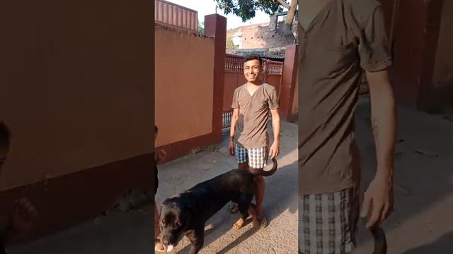 Cute Child Sitting On Rottweiler 😲