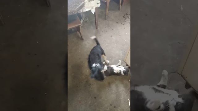 Кот и собака друзья