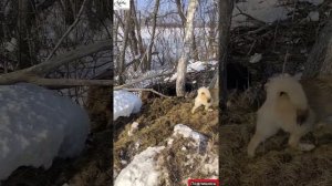 Притравка молодых зсл по вольерному кабану.