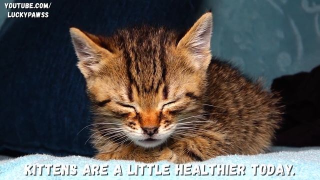 Sick And Orphan Kitten Crying And Hugging the Toy - Kitten Transformation | Kitten Sounds смотреть онлайн