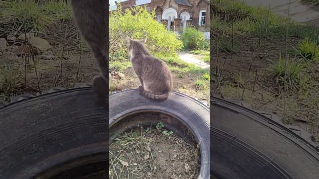Кот на колесе! смотреть онлайн