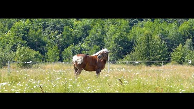 Конеферма Steinort. Жеребец Робин.
