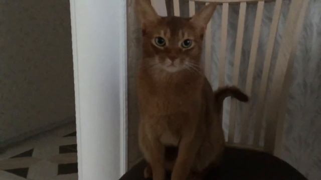 Кот икает смотреть онлайн