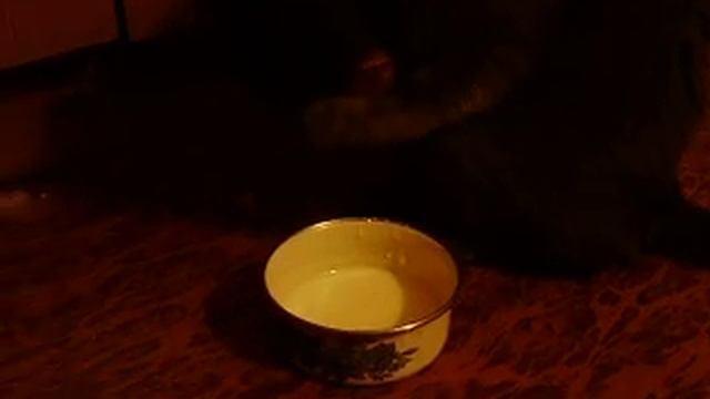 Сat paw eating yogurt смотреть онлайн