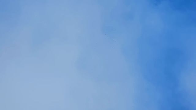 Виновен голубь не Сапсан смотреть онлайн